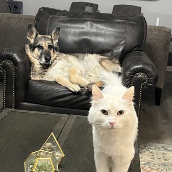 Heaven Sent K-9 Dog Training - Dog and cat socializing! - Pet Training Near Me Heaven Sent K-9 Dog Training - Dog and cat socializing! - Pet Training Near Me