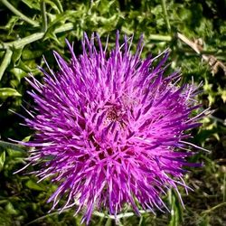 Russell Park - Flower