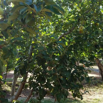 High Hill Ranch - Apple orchard - Donuts Near Me - Placerville, California High Hill Ranch - Apple orchard - Donuts Near Me - Placerville, California
