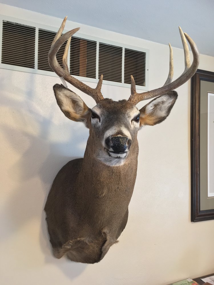 Murphy’s Taxidermy Service - taxidermy in Metamora, IL