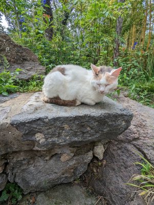Giardini la Mortella by null