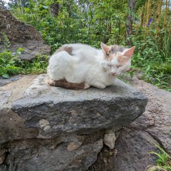 Giardini La Mortella - Resident gatto