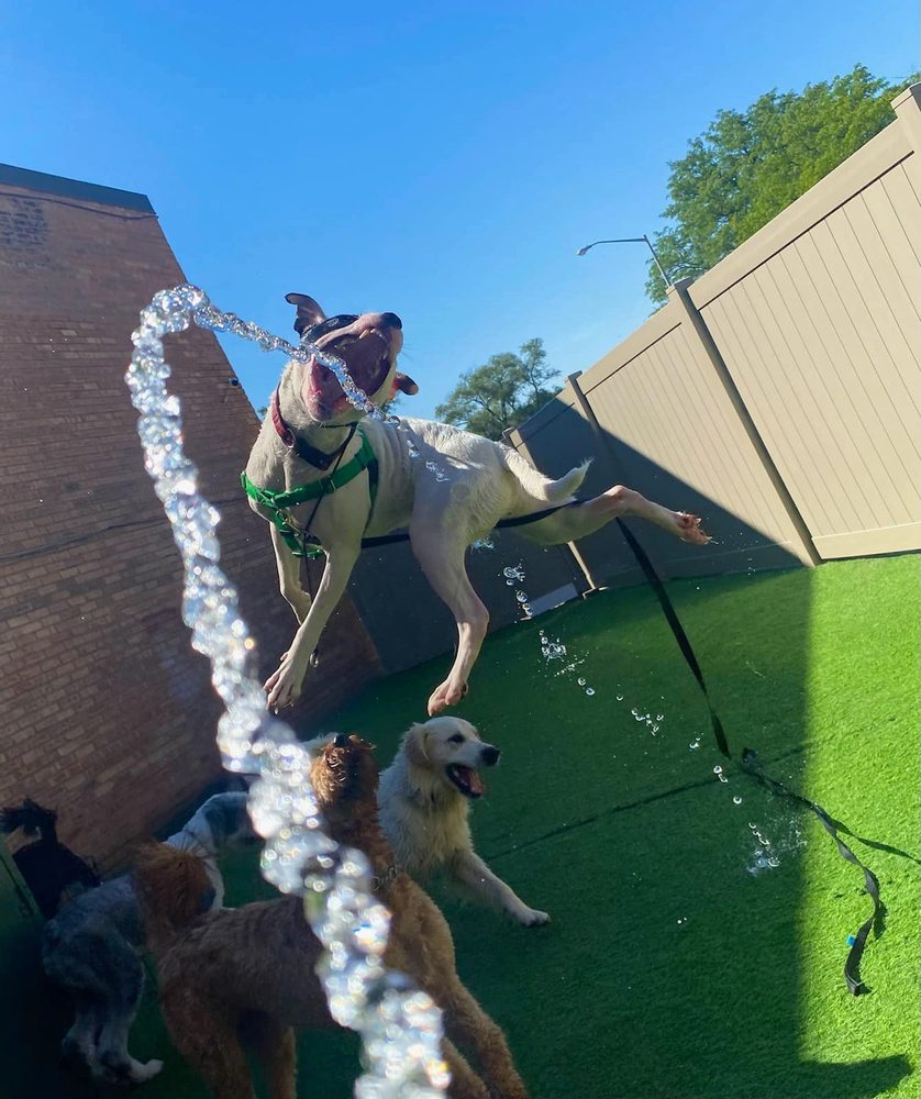 DOWNERS GROVE DOG TRAINING AND GROOMING Updated May 2024 182 Photos