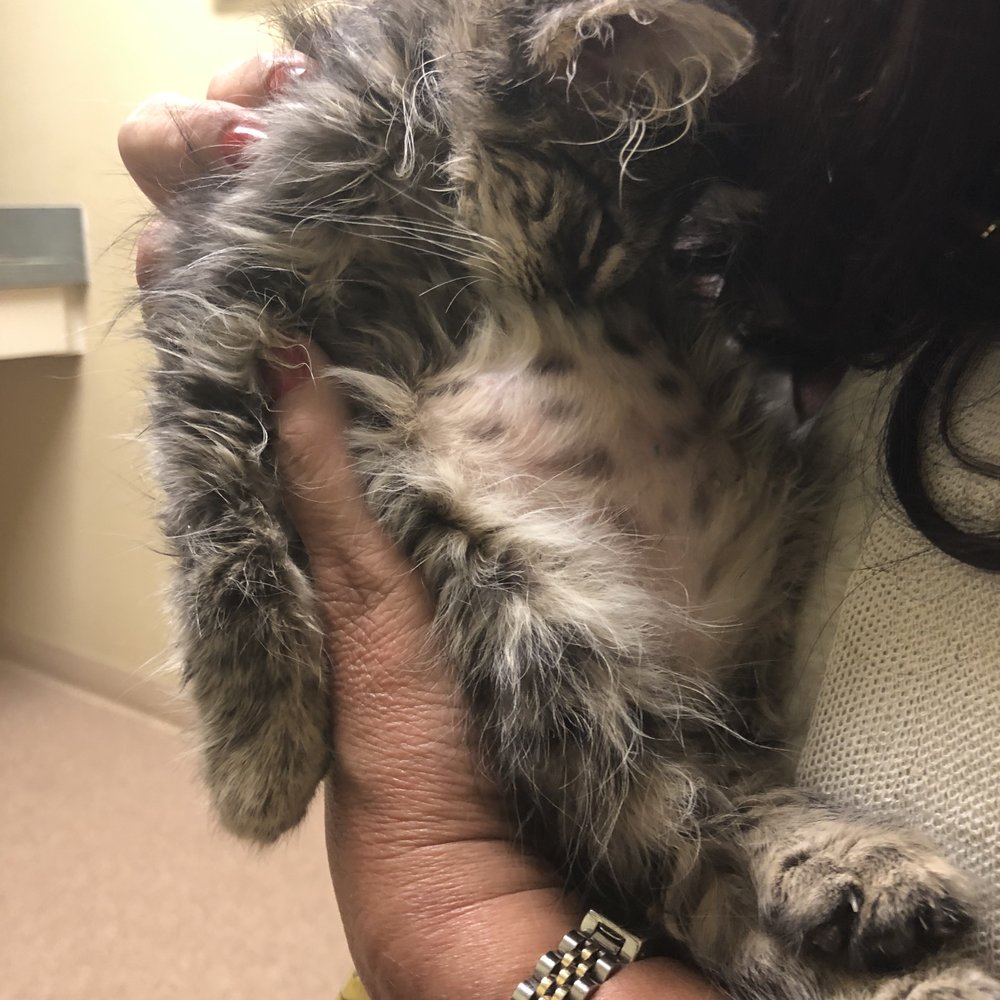SPCA Cincinnati - Animal Shelters Near Me - Cincinnati, Ohio SPCA Cincinnati - Animal Shelters Near Me - Cincinnati, Ohio