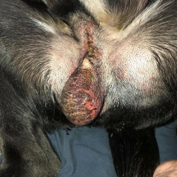Pet Shotz - My dog's burnt scrotum - Pet Services Near Me - San Antonio, Texas Pet Shotz - My dog's burnt scrotum - Pet Services Near Me - San Antonio, Texas