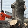 Photo of Todd's Tree Service