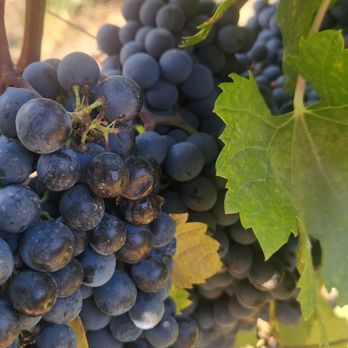 Gundlach Bundschu - Wineries Near Me - Sonoma, California Gundlach Bundschu - Wineries Near Me - Sonoma, California