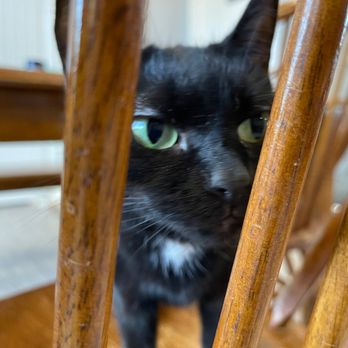 Purrfect Cup - a black cat sitting on a wooden chair - Cafes Near Me - Fredericton, New Brunswick