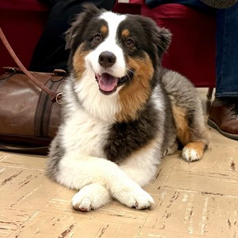 Dream Pet Grooming  - Pet Groomers Near Me - Irvine, California