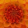 Photo of Harrogate Flower Shows