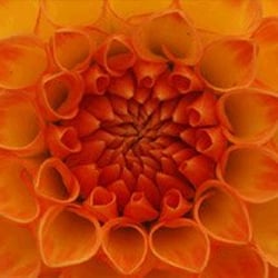 Harrogate Flower Shows - From official website