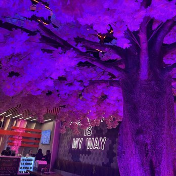 Nacion Sushi - Tree in the middle of the restaurant - Japanese Near Me - Miami, Florida