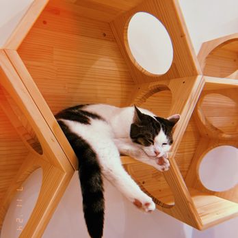 Cat Café MOFF - Themed Cafes Near Me - Honolulu, Hawaii Cat Café MOFF - Themed Cafes Near Me - Honolulu, Hawaii
