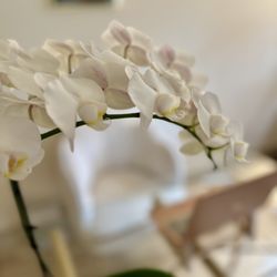Luminae Wellness - Book your appointment online at www.luminaewellness.com