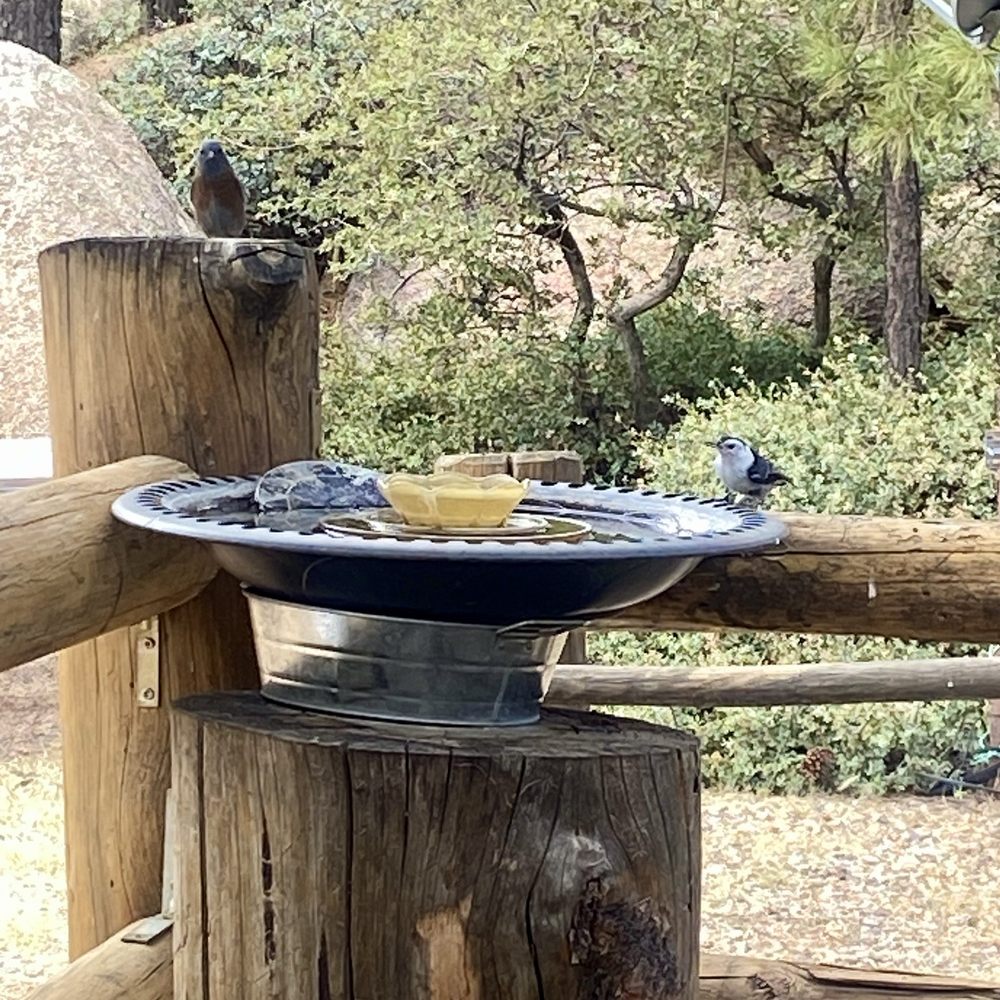 Bird Bath at the General Store