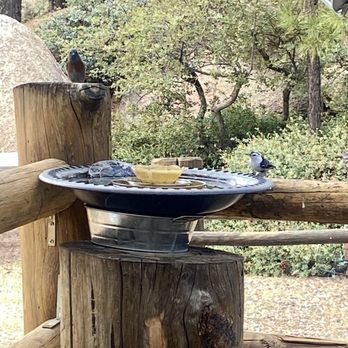 Hualapai Mountain Resort - Bird Bath at the General Store - Resorts Near Me - Kingman, Arizona Hualapai Mountain Resort - Bird Bath at the General Store - Resorts Near Me - Kingman, Arizona