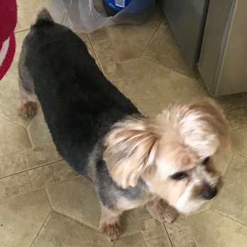 Spock & Elvis - Louis"s new look after visit to Spock & Elvis - Pet Groomers Near Me - Great Neck, New York