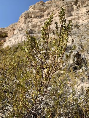 Montezuma Castle National Monument by null