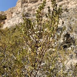 Montezuma Castle National Monument - Old Timer Creosote Bush