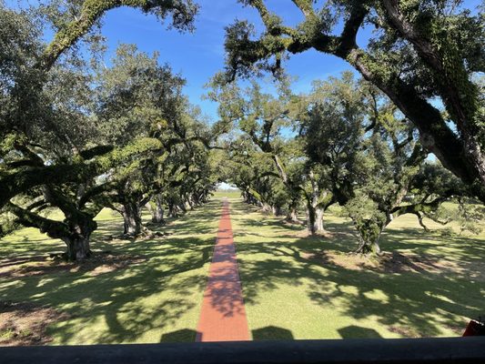 Oak Alley Plantation by null