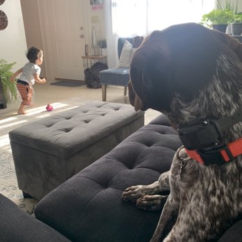 Blue Stripe K9 - Pet Training Near Me Blue Stripe K9 - Pet Training Near Me