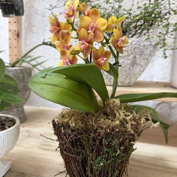 Annah’s Orchids and Plants - Nurseries & Gardening Near Me - La Habra, California Annah’s Orchids and Plants - Nurseries & Gardening Near Me - La Habra, California