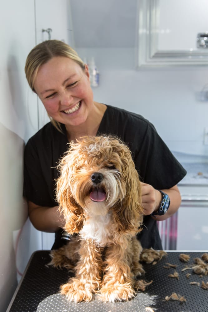 DOODLE DOOS MOBILE DOG GROOMING Updated September 2024 27 Photos