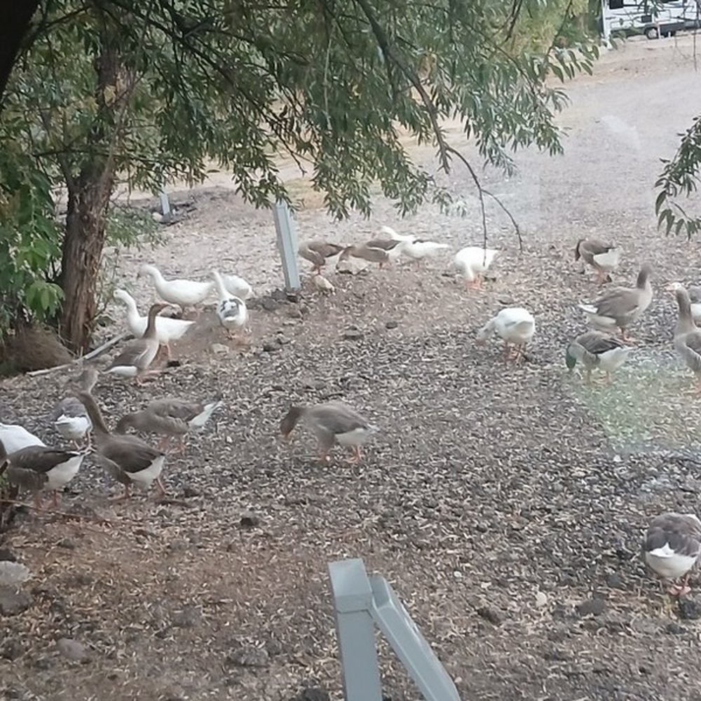 Sevier River RV Park - Geese - RV Parks Near Me - Sevier, Utah Sevier River RV Park - Geese - RV Parks Near Me - Sevier, Utah
