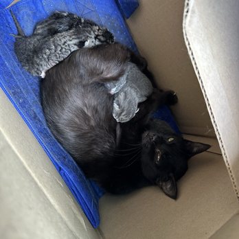 Merced County Animal Control - Momma cat and her babies - Animal Shelters Near Me - Atwater, California Merced County Animal Control - Momma cat and her babies - Animal Shelters Near Me - Atwater, California