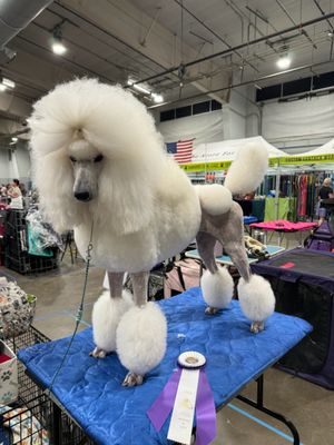 Doggy Style Salon by null