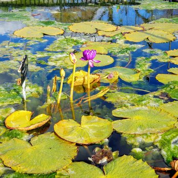 International Waterlily Collection - Botanical Gardens Near Me - San Angelo, Texas International Waterlily Collection - Botanical Gardens Near Me - San Angelo, Texas