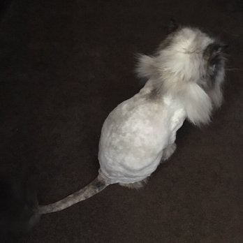 Melissa Michelle Grooming - A perfect lion cut. - Pet Groomers Near Me - San Leandro, California