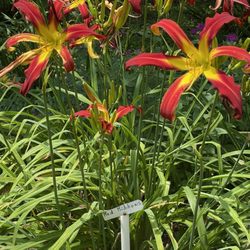 Davis Daylily Gardens