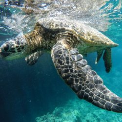 Auntie Snorkel - Kihei - Dozens of Hawaiian Green Sea Turtles live across the street from us at The Kamaole beaches a short one minute walk from our shop.