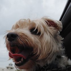 Safe Harbor Animal Hospital - Let's Ride Barkley!!!