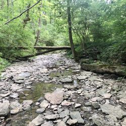 French Park - The creek can be pretty dry in some places (late July)
