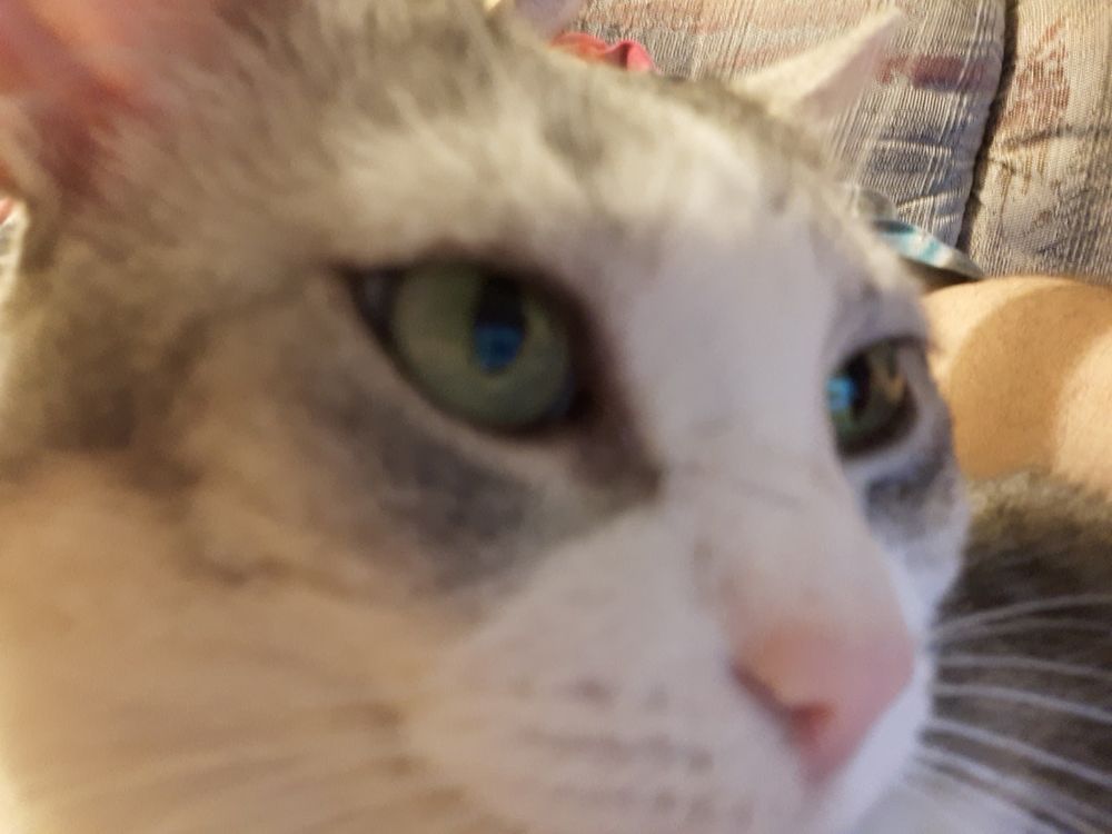 Professional Pet Sitters Of Columbus - pet boarding facility in Columbus, OH