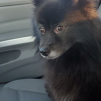 Ku's Groom - Luna girl! - Pet Groomers Near Me - Waterloo, New York