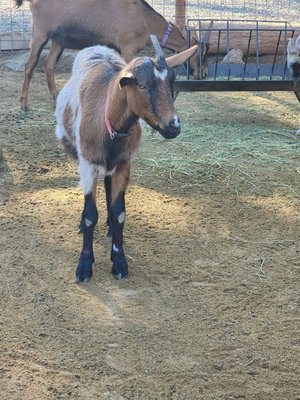 Blossom Peak Ranch by null