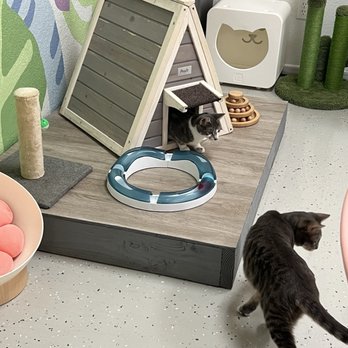 Save the Meow Meows Cat Lounge - too cuuuute - Pet Adoption Near Me - Yucca Valley, California