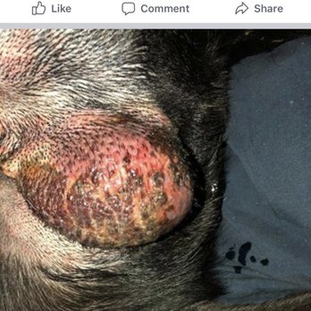 Pet Shotz - Please be aware!! - Pet Services Near Me - San Antonio, Texas Pet Shotz - Please be aware!! - Pet Services Near Me - San Antonio, Texas