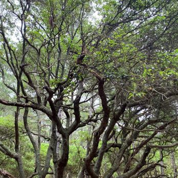False Cape State Park - Parks Near Me - Virginia Beach, Virginia
