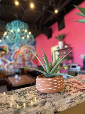 Rosa Cantina by null
