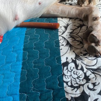 Wescott Acres Pet Resort - Sleeping happy clean doggo - Pet Sitting Near Me - Columbia, South Carolina