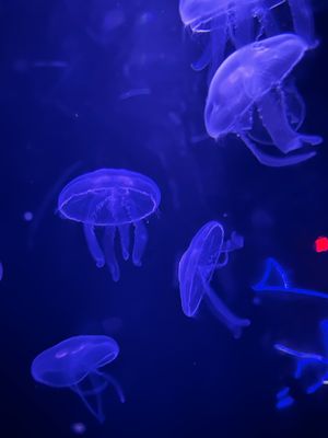 ABQ BioPark Aquarium by null