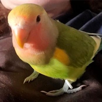 Avets - Him today just as happy as can be. - Veterinarians Near Me - Monroeville, Pennsylvania