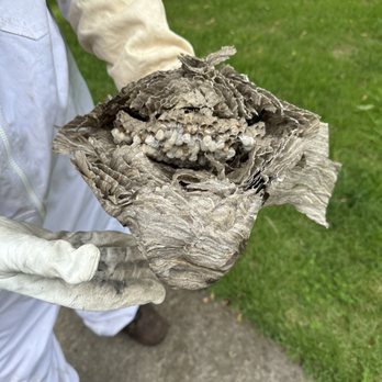 Ray's Pest Control & Wildlife Removal - Dead nest open - Pest Control Near Me - Winston-Salem, North Carolina Ray's Pest Control & Wildlife Removal - Dead nest open - Pest Control Near Me - Winston-Salem, North Carolina