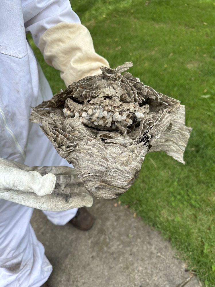 RAY’S PEST CONTROL & WILDLIFE REMOVAL Updated May 2024 13 Photos