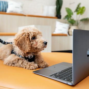 Bond Vet - Kips Bay - Veterinarians Near Me - Manhattan, New York