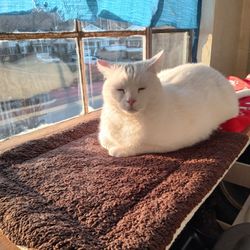 Noah’s Ark Animal Clinics - Casper again
